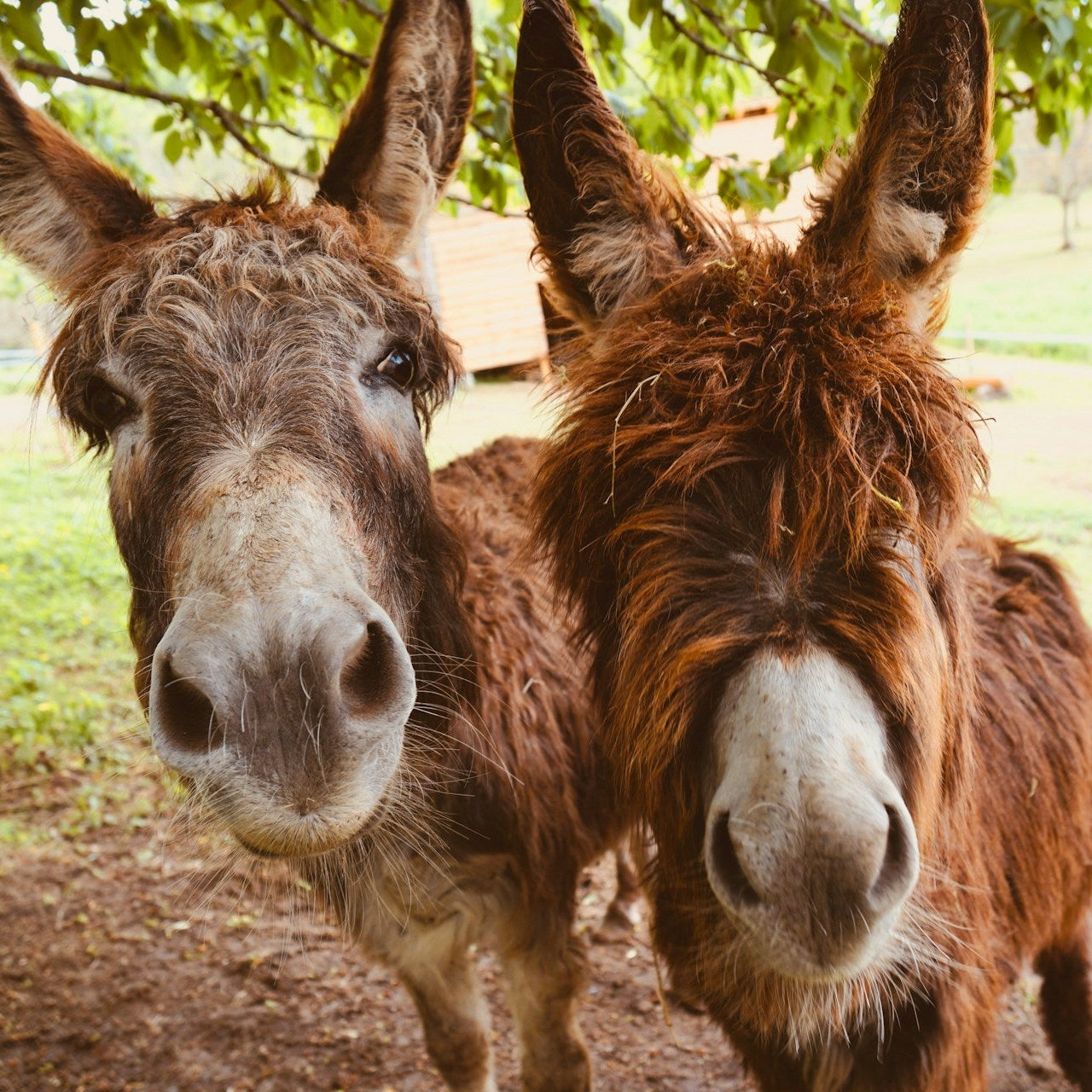 LARNACA’S HIDDEN GEM: LEFKARA & GOLDEN DONKEY FARM ADVENTURE